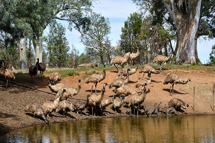 Emu Family